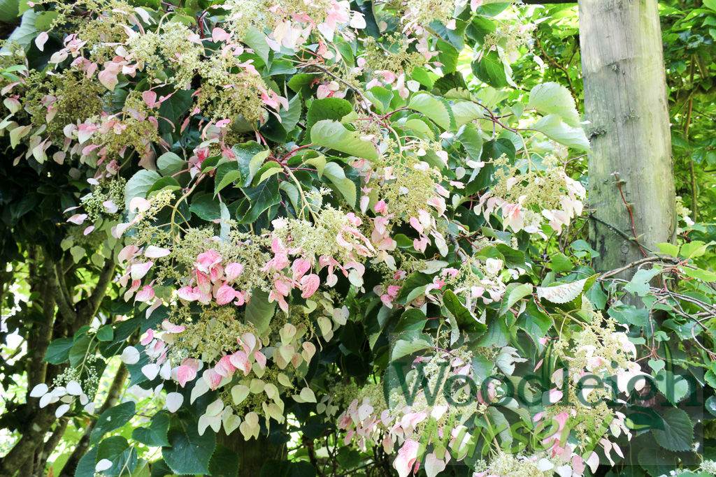 Schizophragma hydrangeoides 'roseum'