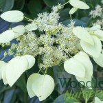 Schizophragma integrifolium fauri