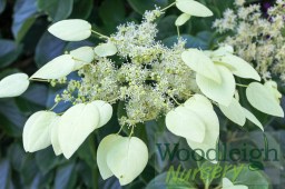 Schizophragma integrifolium fauri&nbsp;leaf