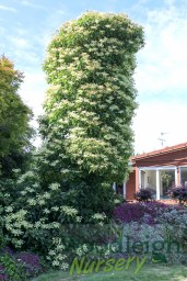 Schizophragma integrifolium fauri