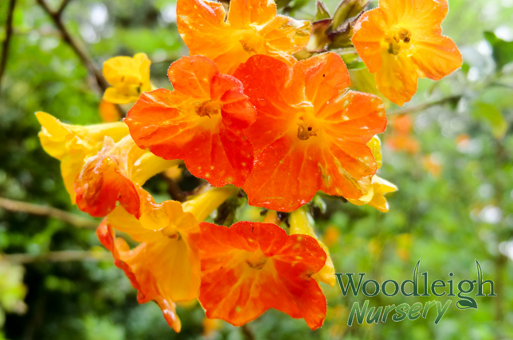 Streptosolen jamesonii (Marmalade bush)