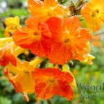 Streptosolen jamesonii (Marmalade bush)