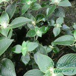 Strobilanthes gossypinus