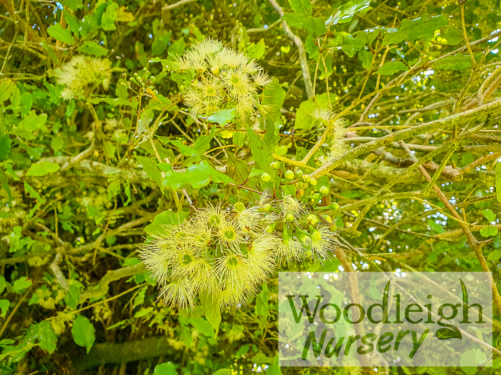 Syzygium maire (Swamp maire)