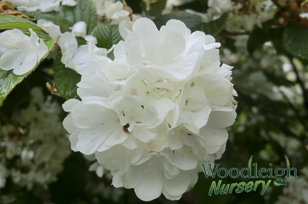 Viburnum Newport