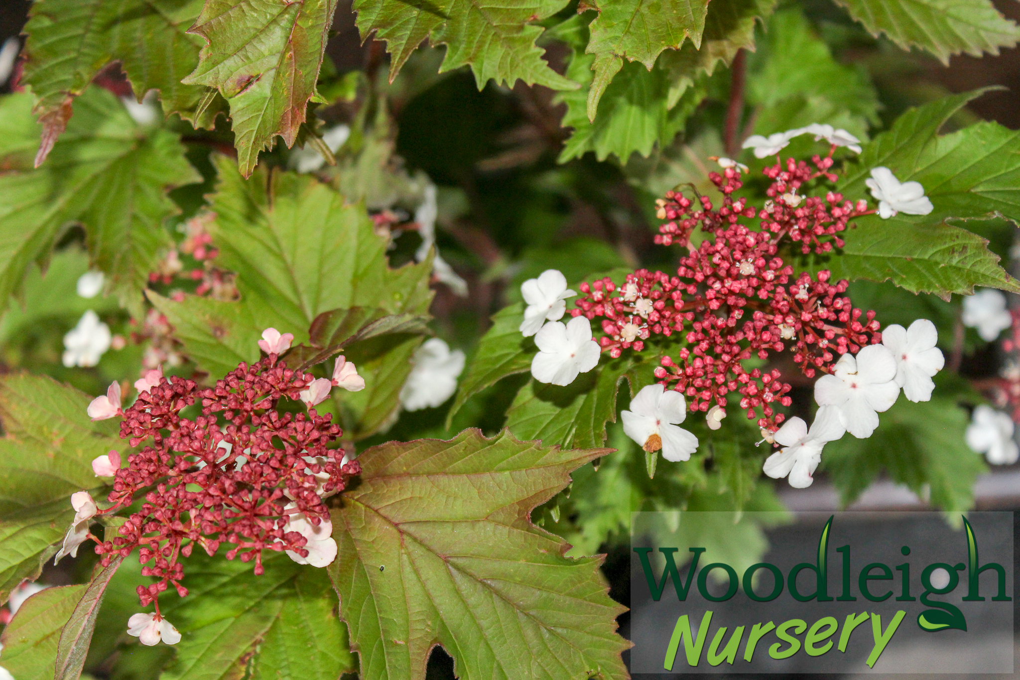 Viburnum sargentii Onondaga