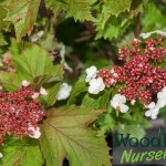 Viburnum sargentii Onondaga