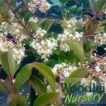 Viburnum x hillieri