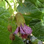Abutilon insigne
