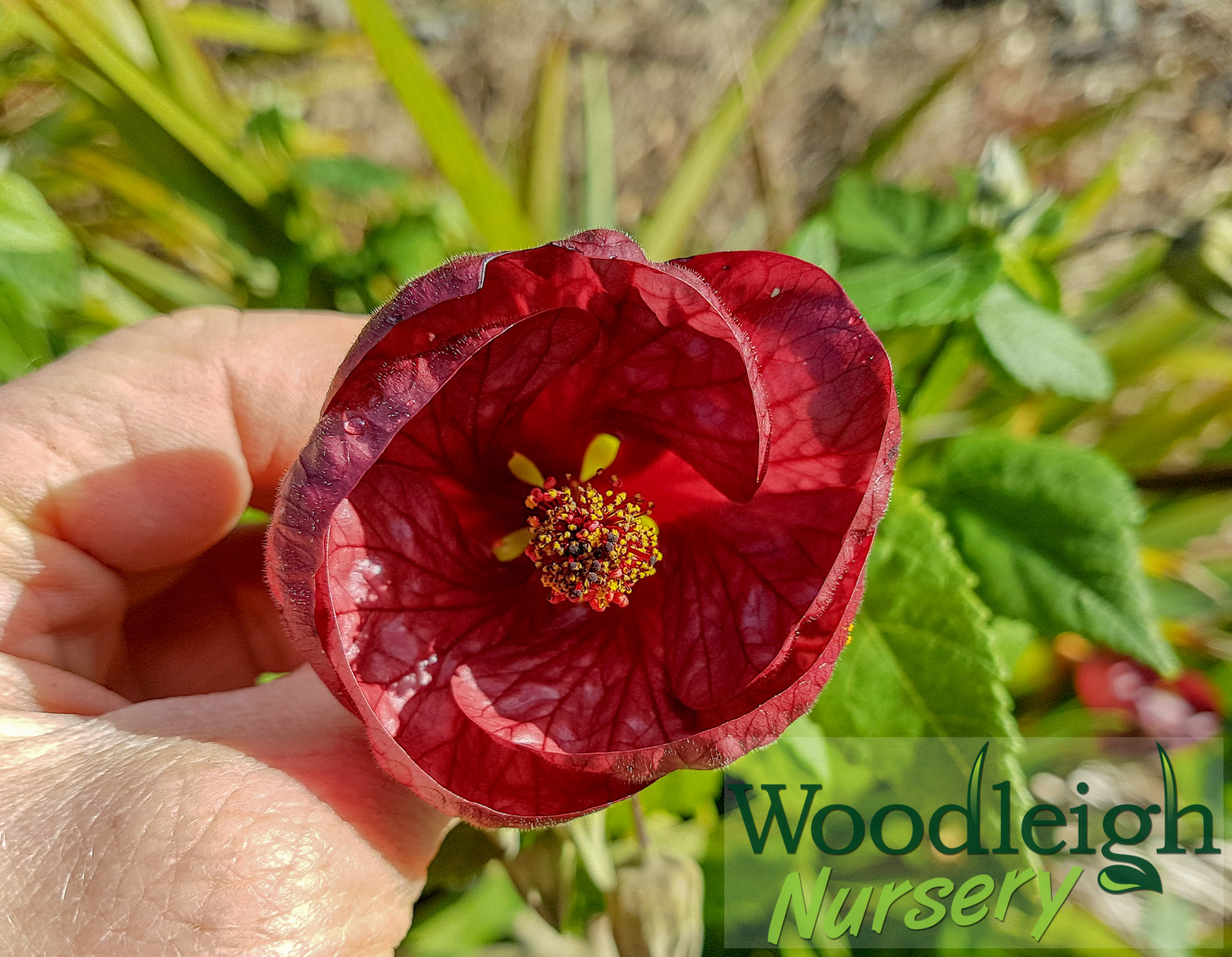 Abutilon Plum Delight