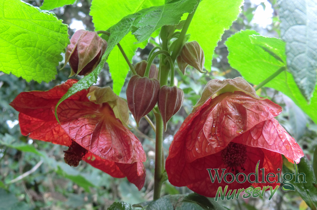 Abutilon Strawberry Crush