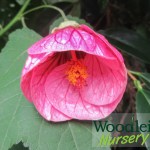Abutilon Turkish Delight