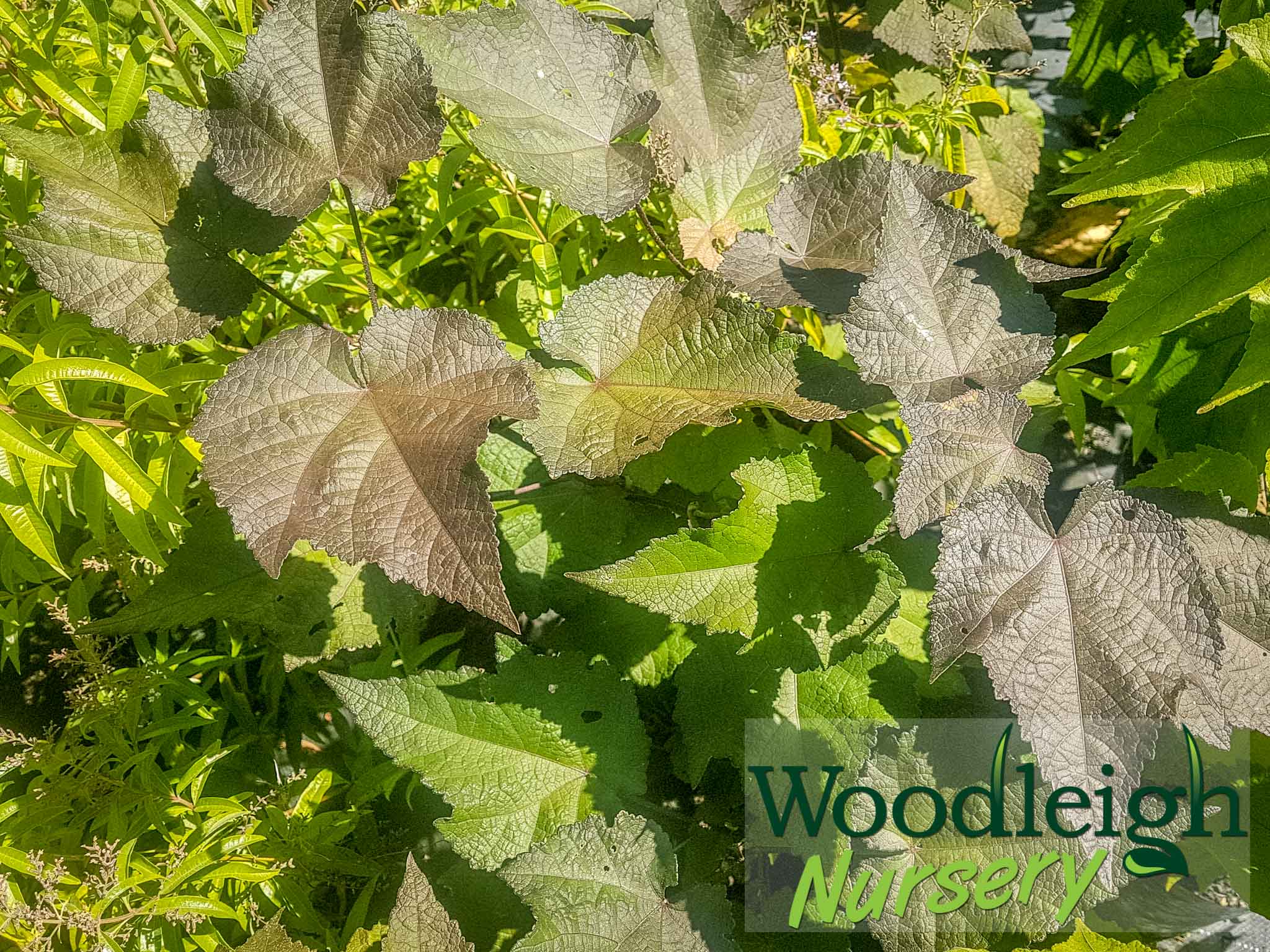 Abutilon Turkish Delight