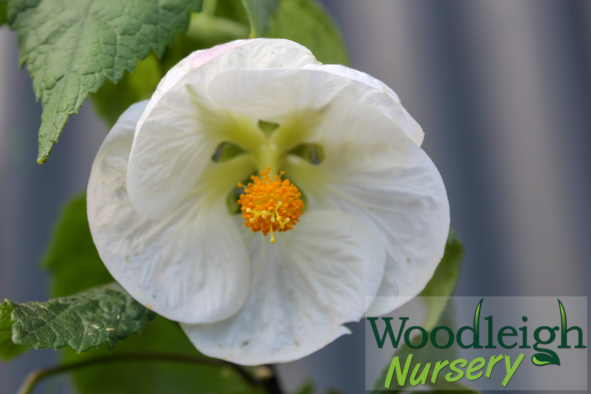 Abutilon White