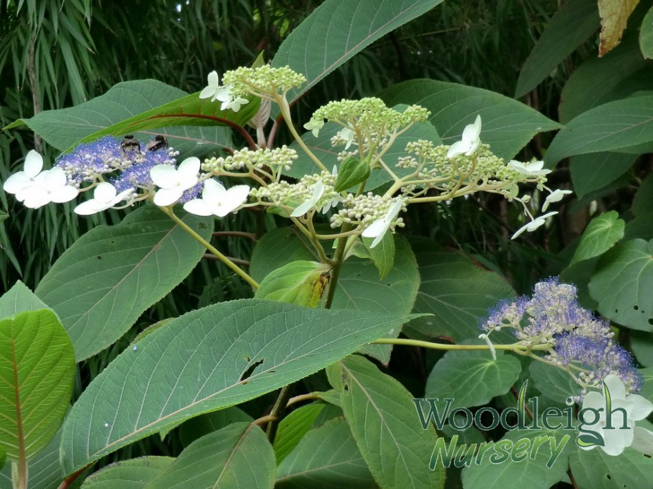 Hydrangea aspira Monkey Bridge