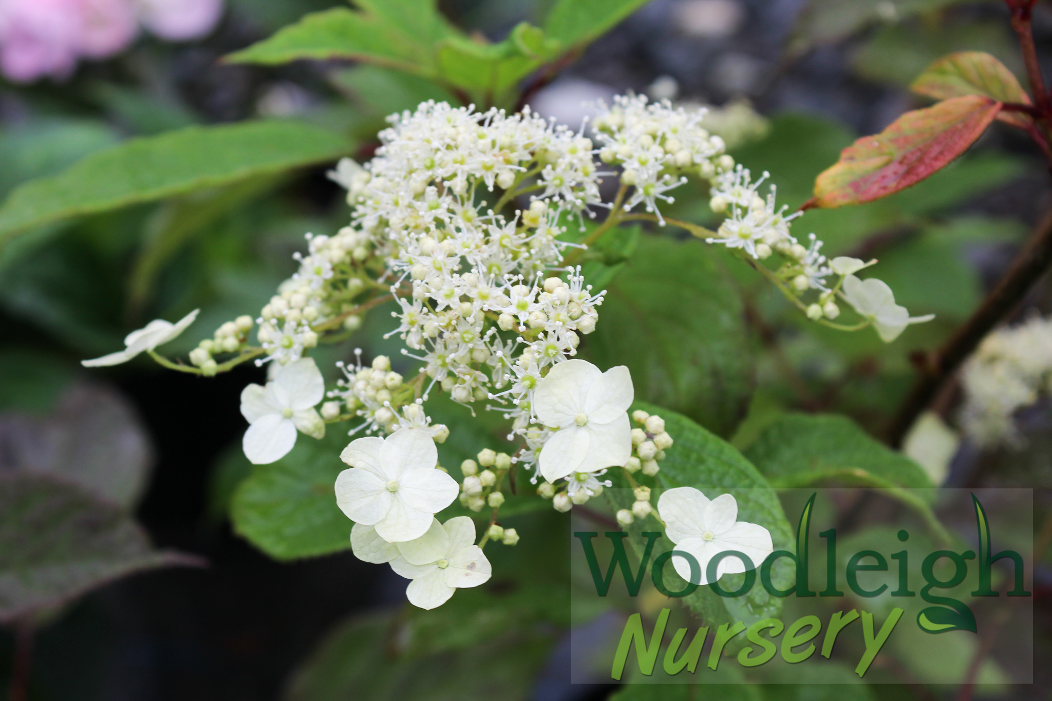 Hydrangea heteromalla ‘Bretschneideri’