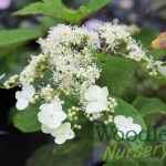 Hydrangea heteromalla ‘Bretschneideri’