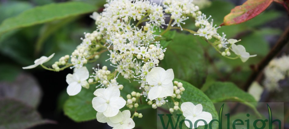 Hydrangea heteromalla ‘Bretschneideri’
