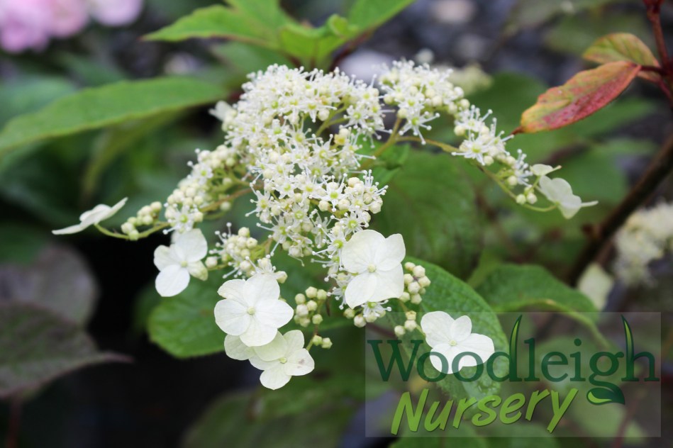 Hydrangea heteromalla ‘Bretschneideri’