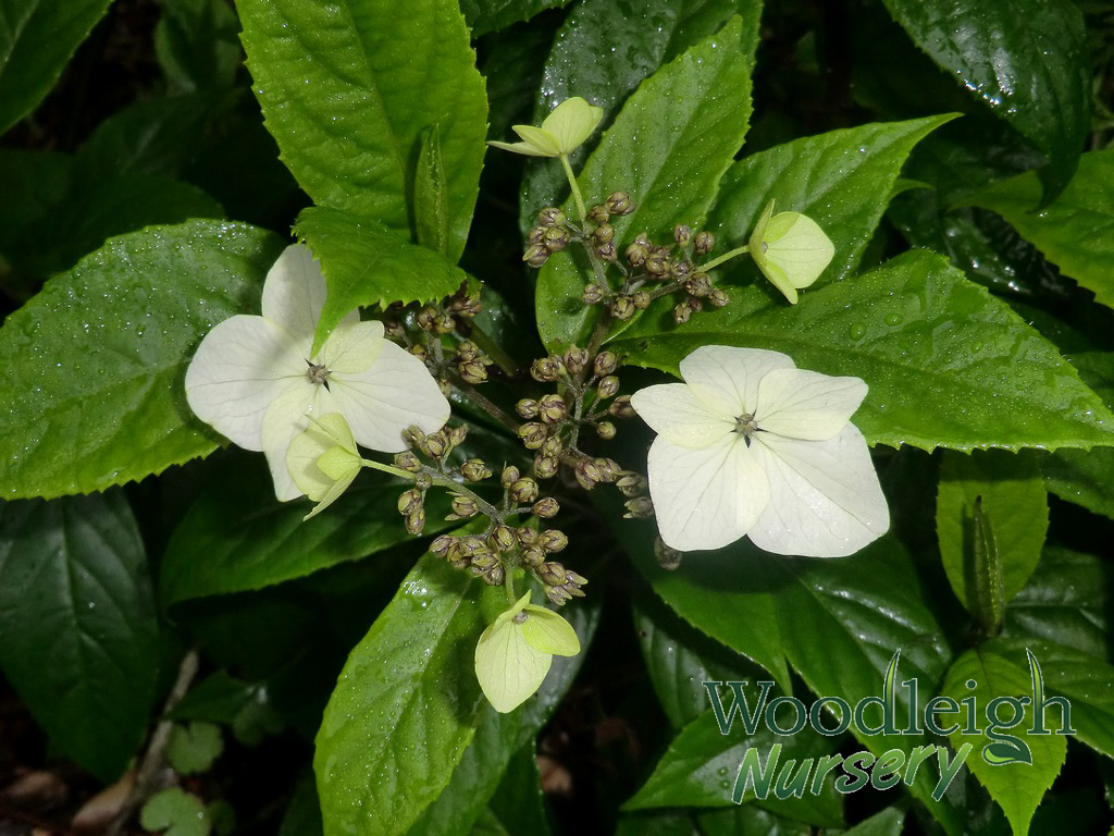 Hydrangea lobbii