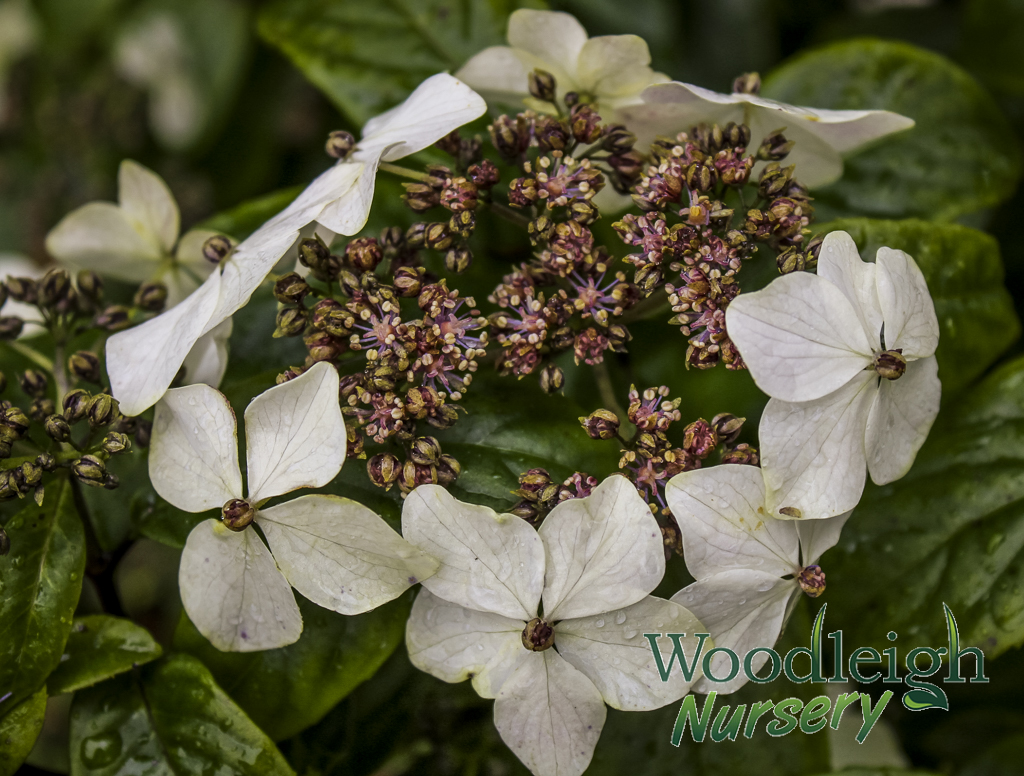 Hydrangea lobbii