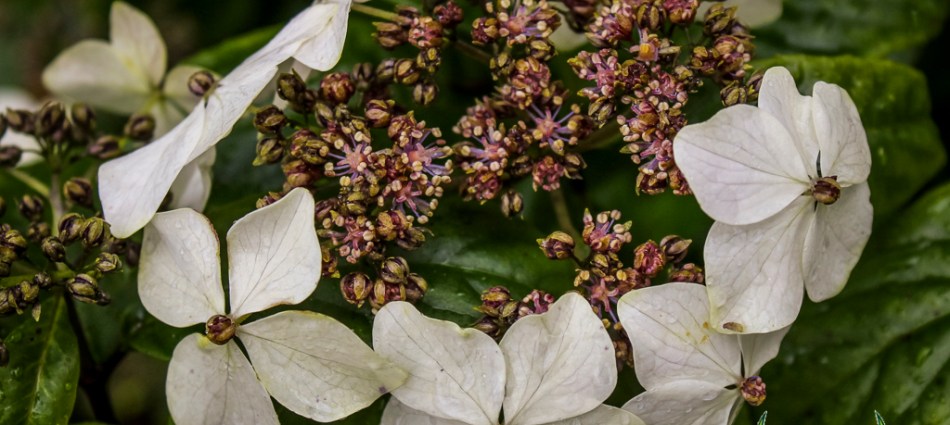 Hydrangea lobbii