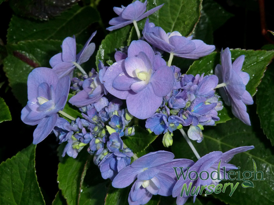 Hydrangea macrophylla Romance (PVR)