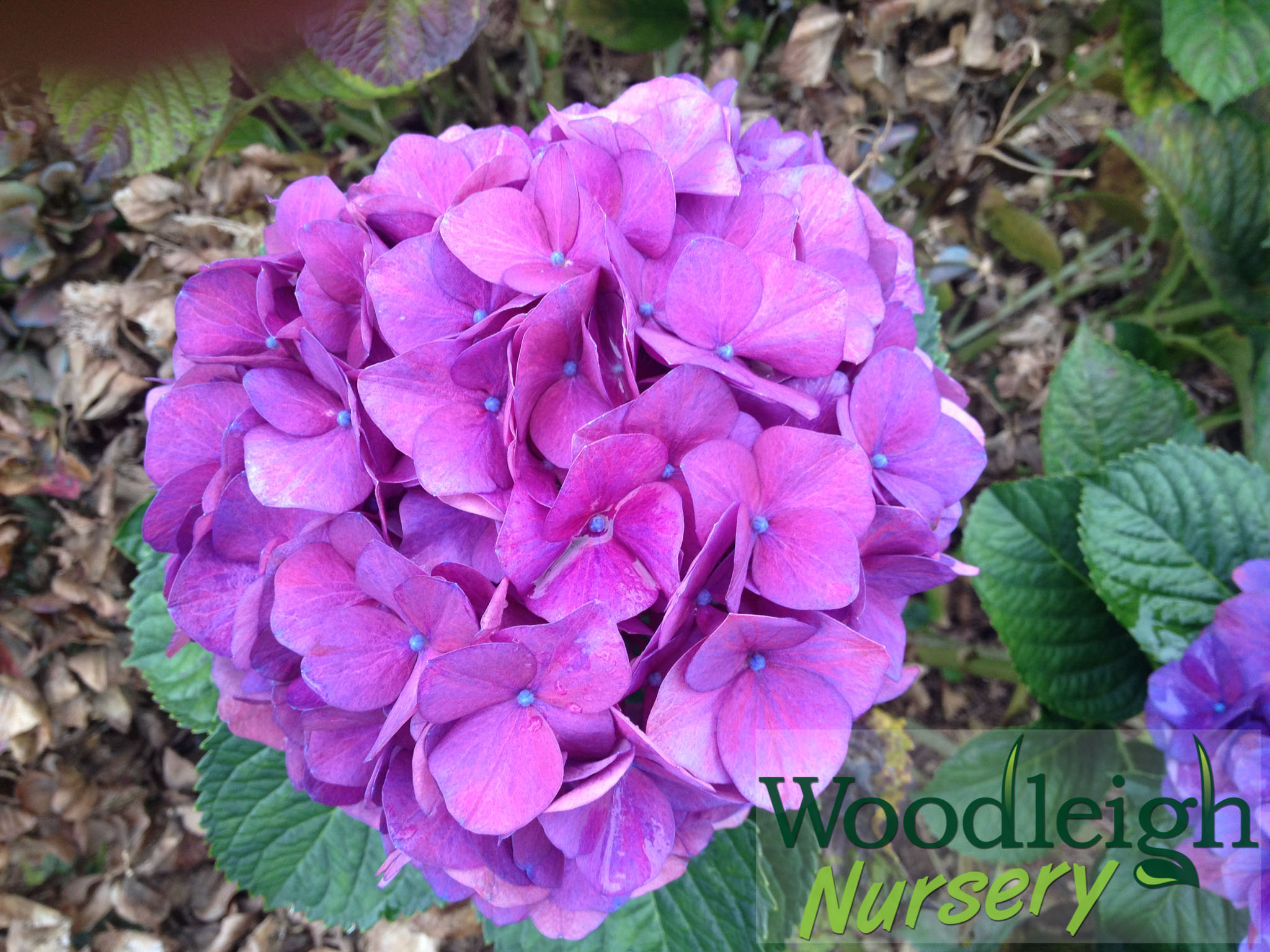 Hydrangea macrophylla Red Glow