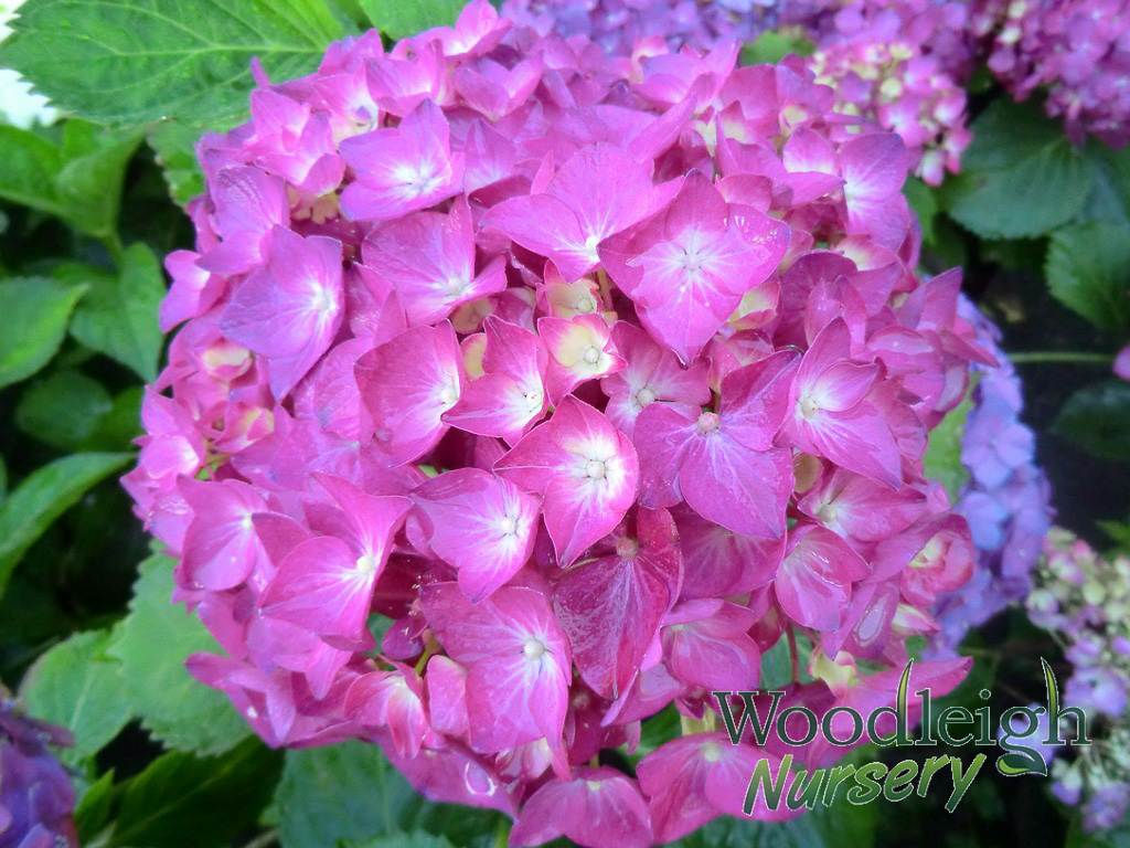 Hydrangea macrophylla Rochambeau