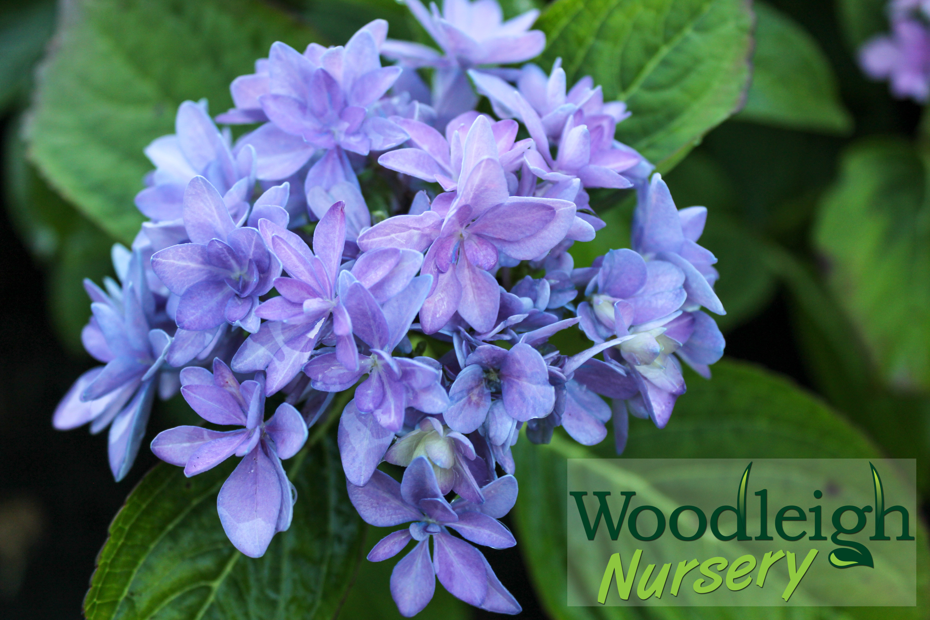 Hydrangea macrophylla Romance (PVR)