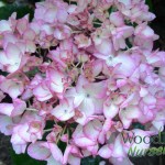 Hydrangea macrophylla Sabrina