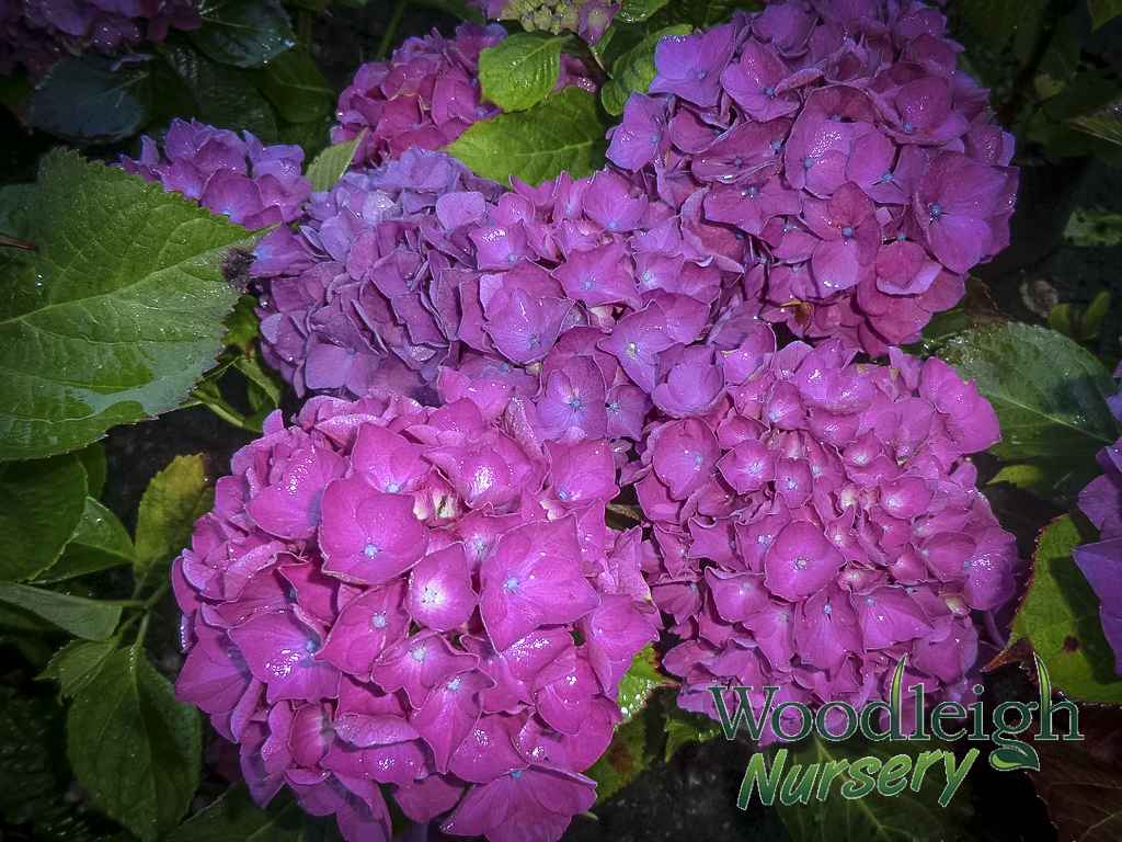Hydrangea macrophylla Satellite (Taspo)