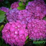 Hydrangea macrophylla Satellite (Taspo)