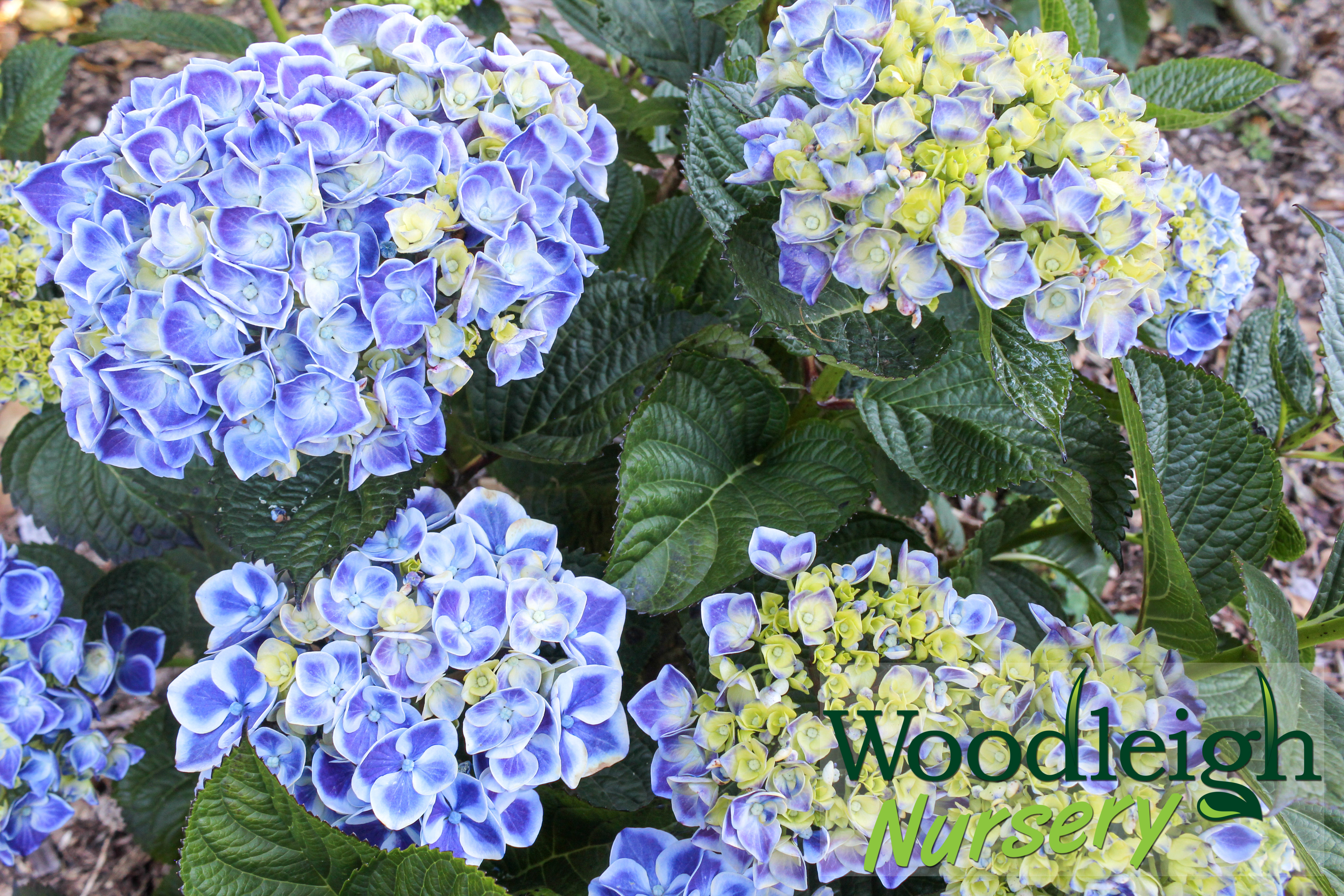 Hydrangea macrophylla Saturn