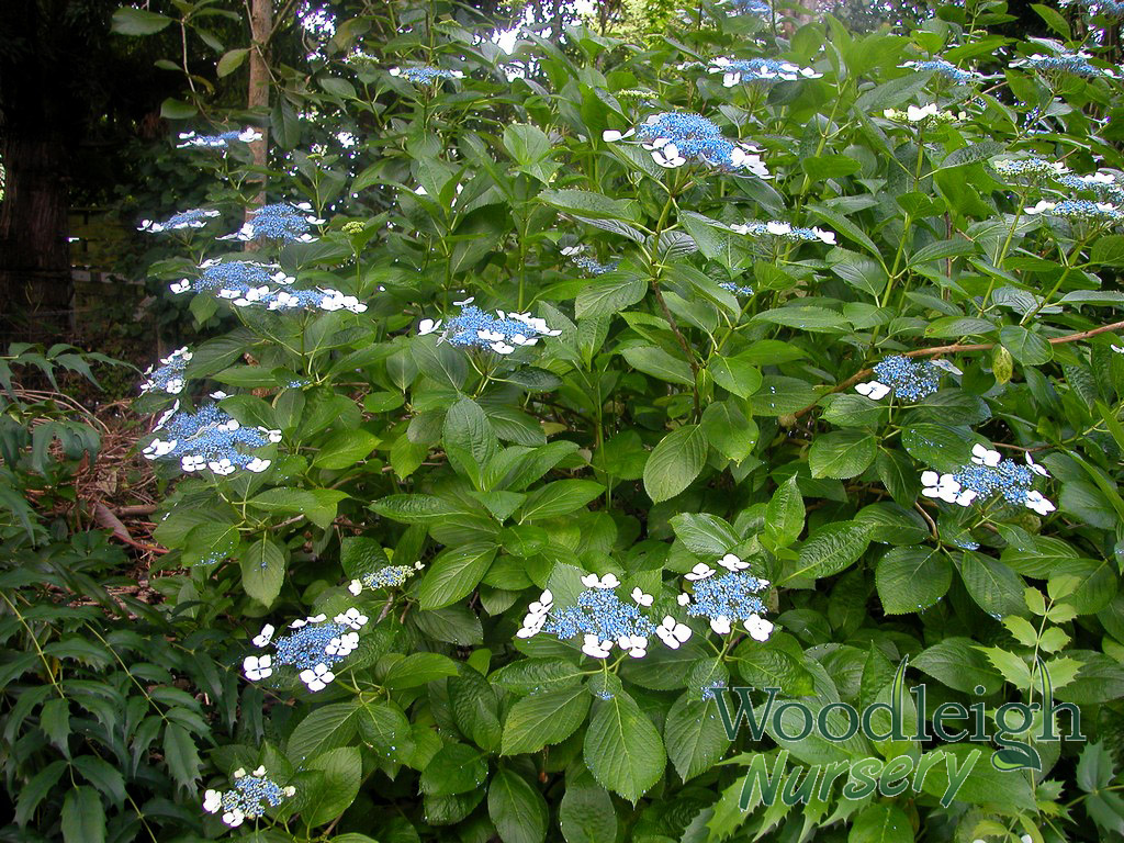 Hydrangea macrophylla Seafoam