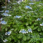 Hydrangea macrophylla Seafoam