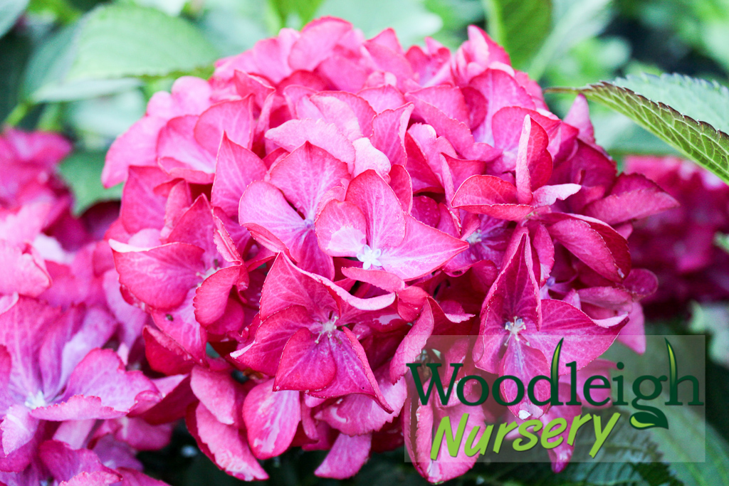 Hydrangea macrophylla Selma