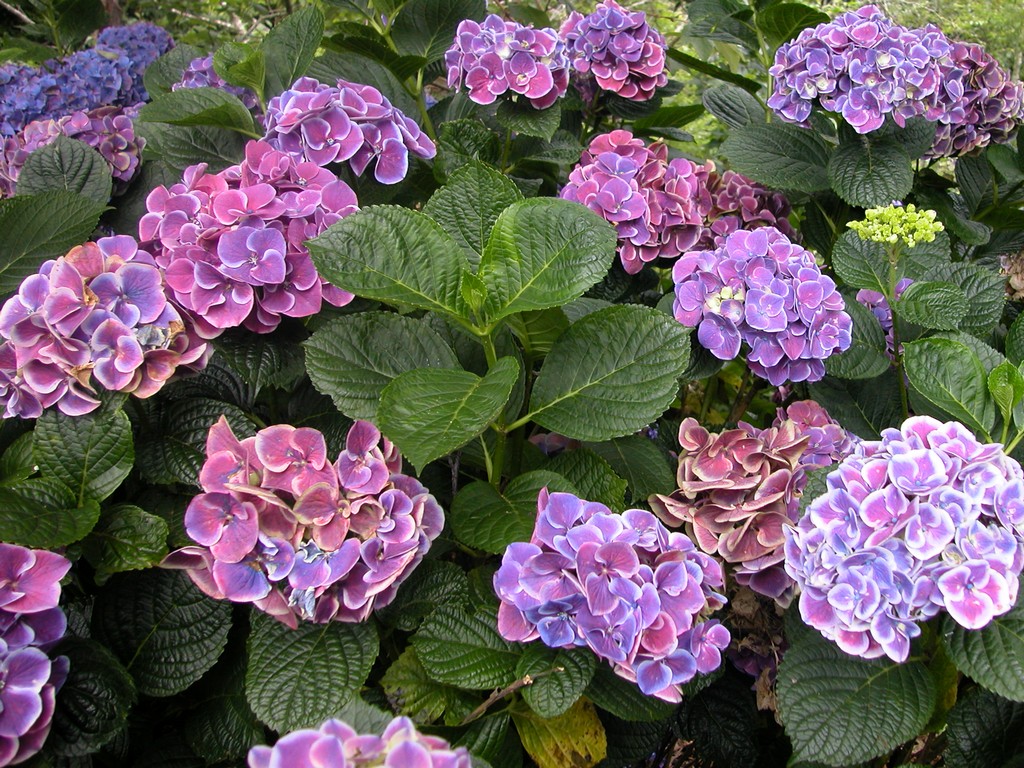 Hydrangea macrophylla Sensation (Harlequin)
