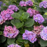 Hydrangea macrophylla Sensation (Harlequin)
