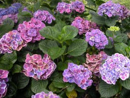 Hydrangea macrophylla Sensation&nbsp;(Harlequin)