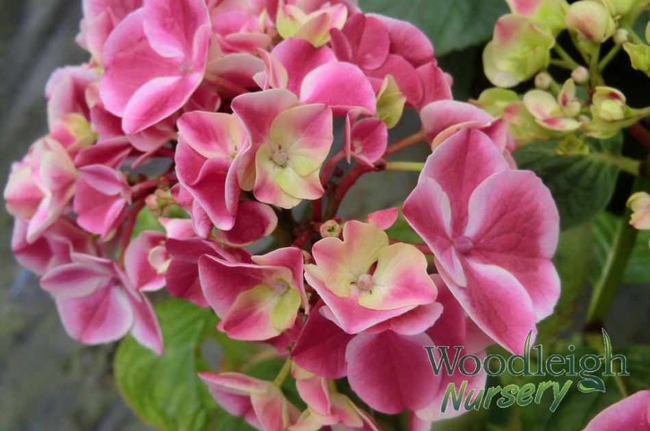 Hydrangea macrophylla Sensation (Harlequin)