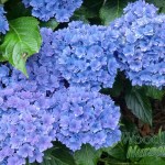 Hydrangea macrophylla Together (Youme)