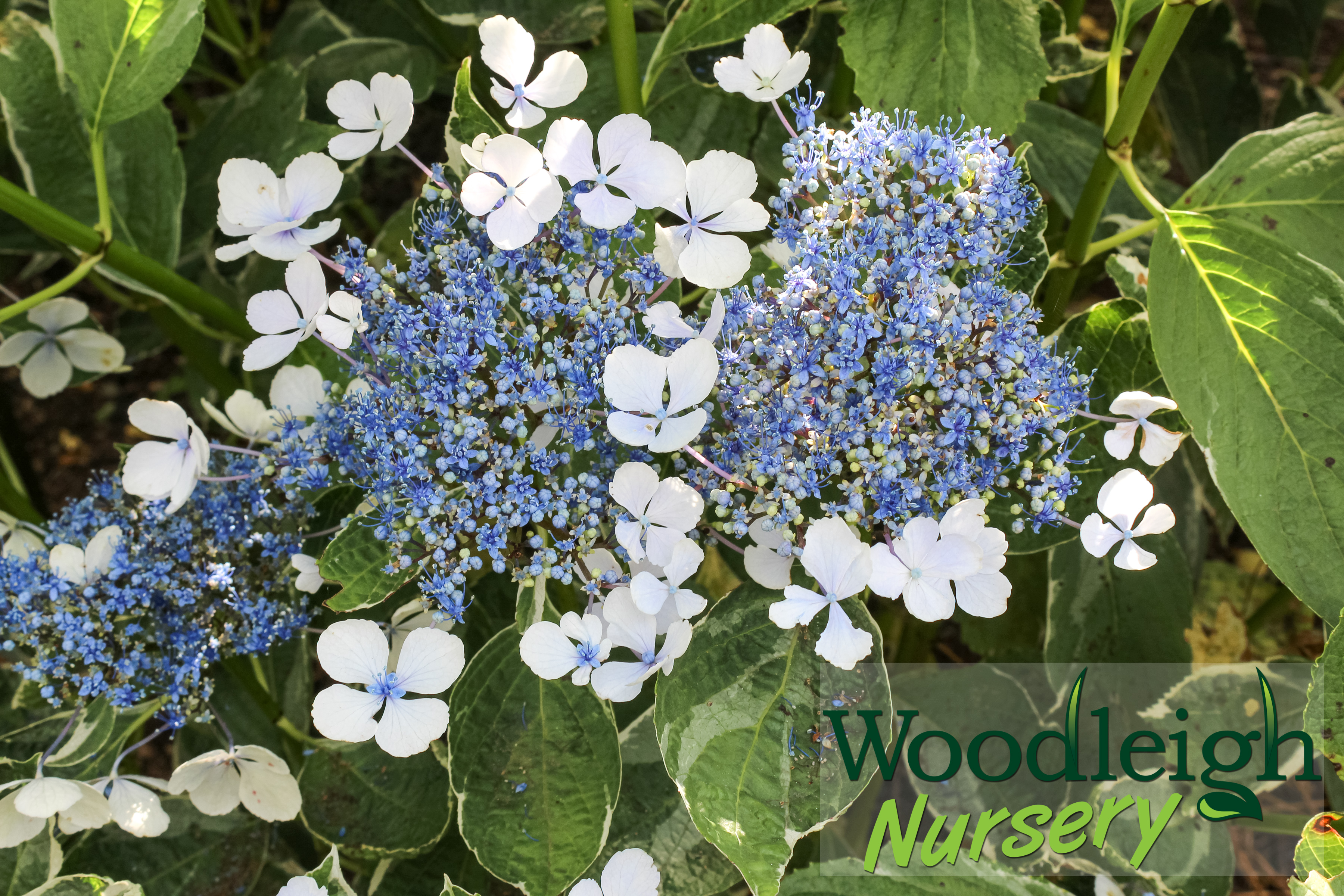 Hydrangea macrophylla Tricolor