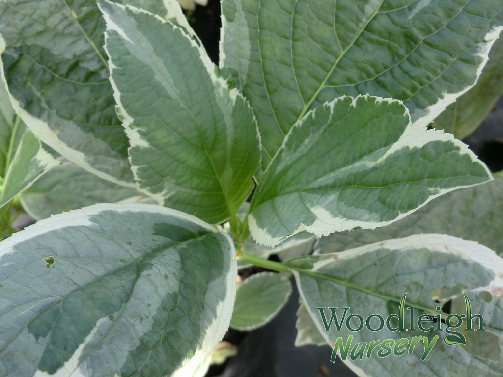 Hydrangea macrophylla Tricolor