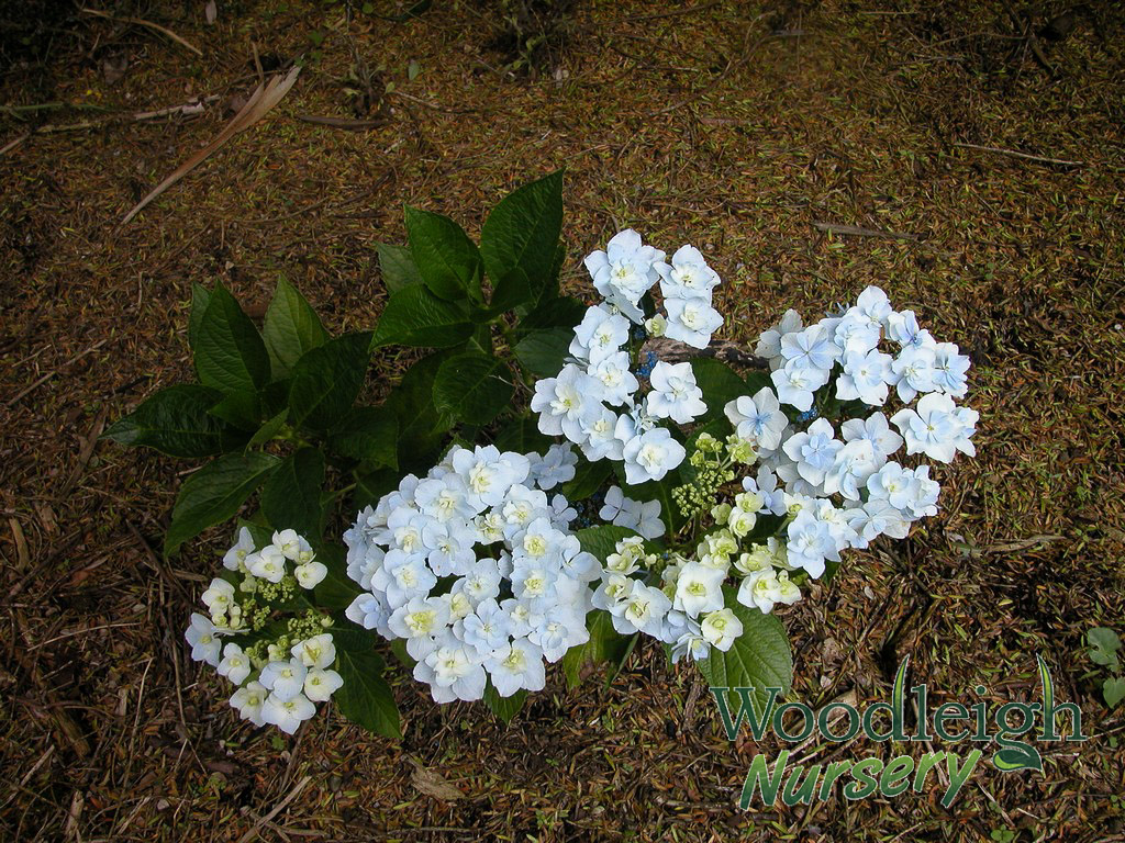 Hydrangea macrophylla Trophy