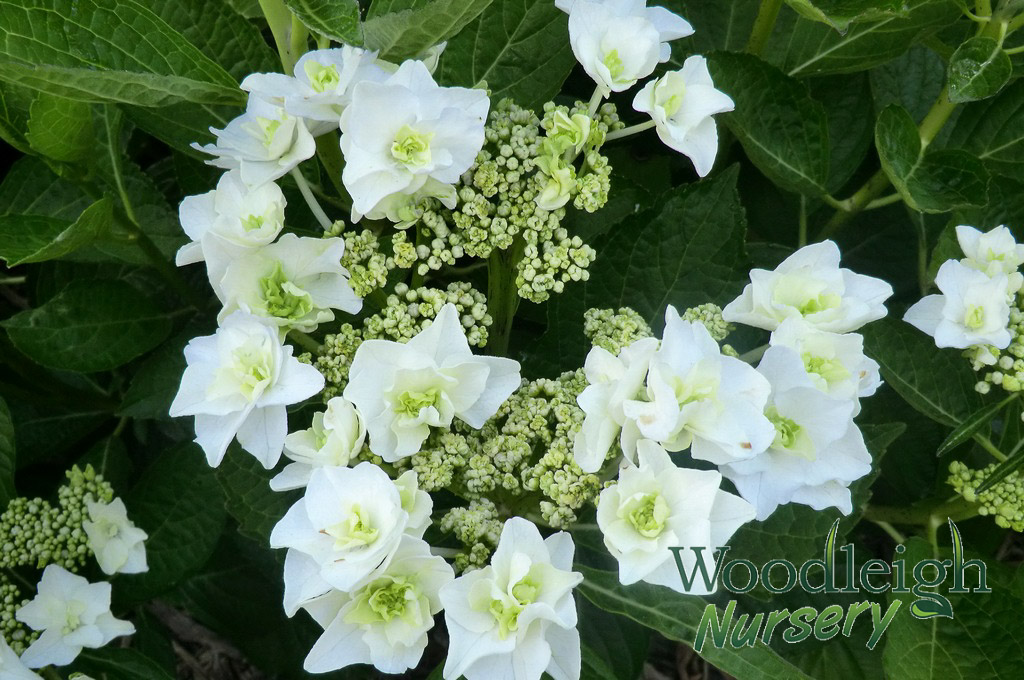Hydrangea macrophylla Trophy