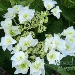 Hydrangea macrophylla Trophy