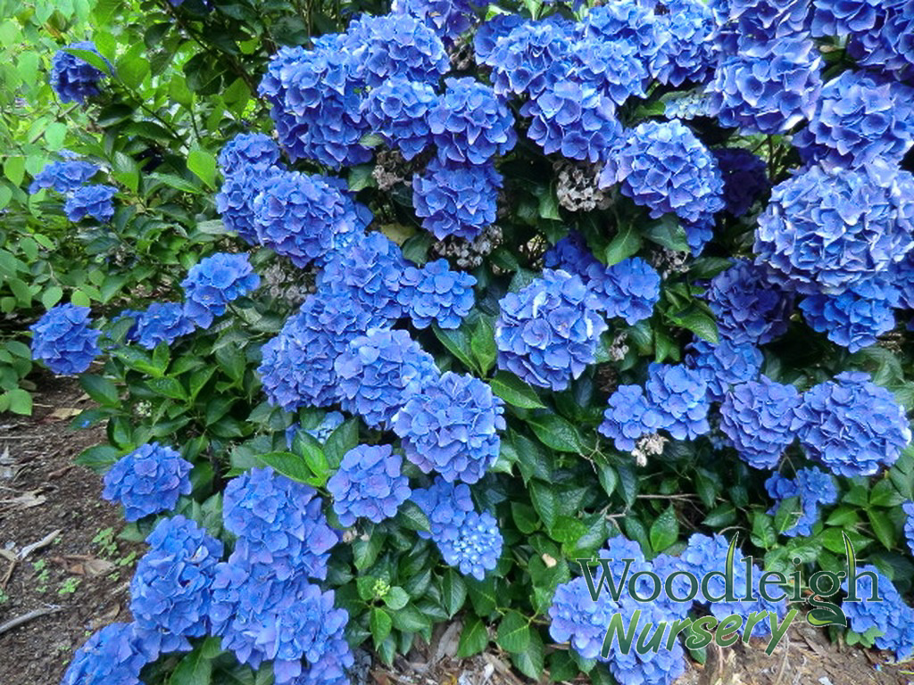 Hydrangea macrophylla Venice