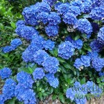 Hydrangea macrophylla Venice