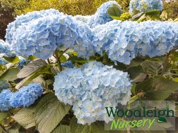 Hydrangea macrophylla Vibraye (Generale Vicomtesse de&nbsp;Vibraye)